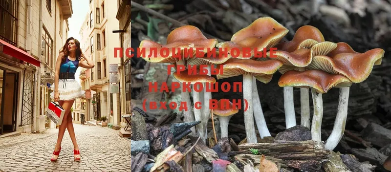 Галлюциногенные грибы Magic Shrooms  Конаково 